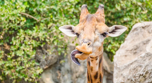 Giraffe — Stock Photo, Image