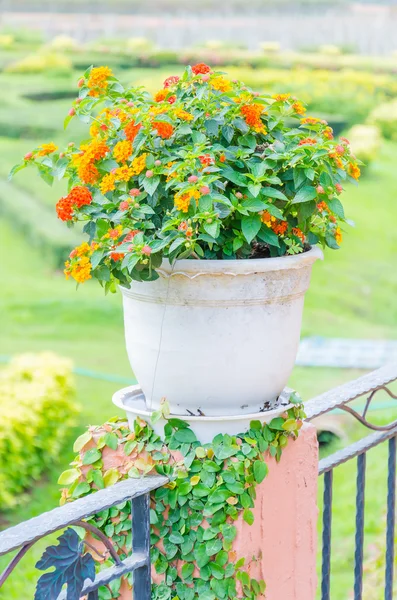 Flower vase decoration — Stock Photo, Image