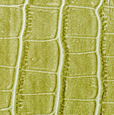 yeşil deri dokusu arkaplanı