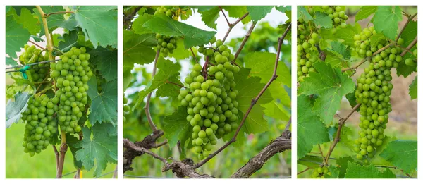 Grapes valley — Stock Photo, Image