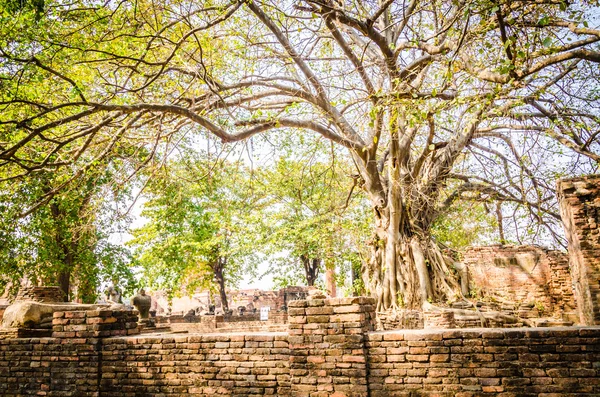 Starý chrám v ayutthaya Thajsko — Stock fotografie