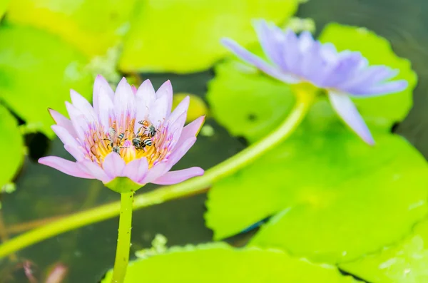 Fiore di loto — Foto Stock