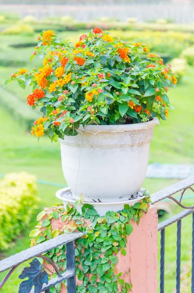 Flower vase decoration — Stock Photo, Image