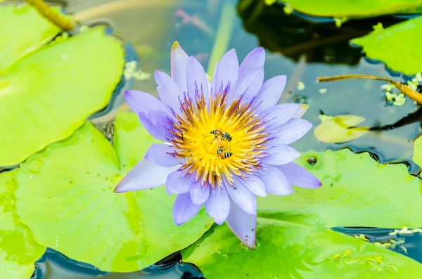 Fiore di loto — Foto Stock