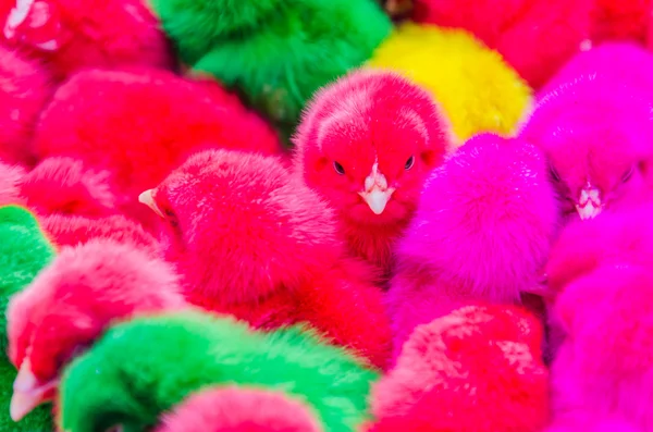색 병아리 — 스톡 사진
