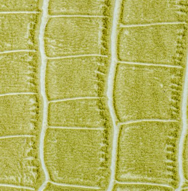 yeşil deri dokusu arkaplanı