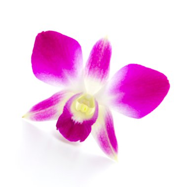 Mor orkide çiçeği.