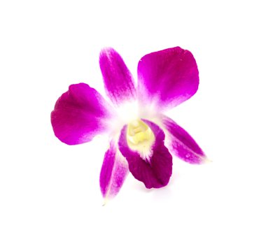 Mor orkide çiçeği.