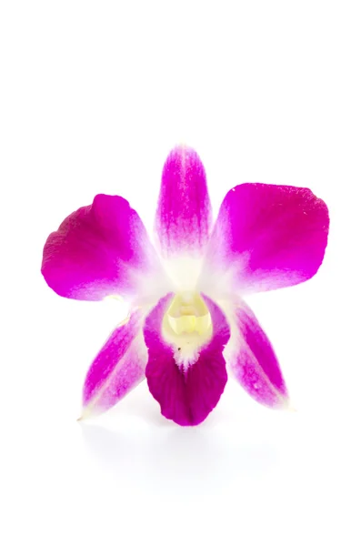 Orchidée pourpre fleur — Photo