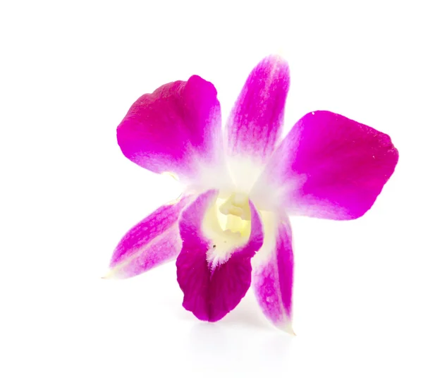 Flor de orquídea púrpura —  Fotos de Stock