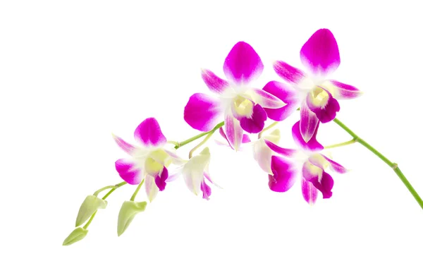 Flores de orquídea púrpura —  Fotos de Stock