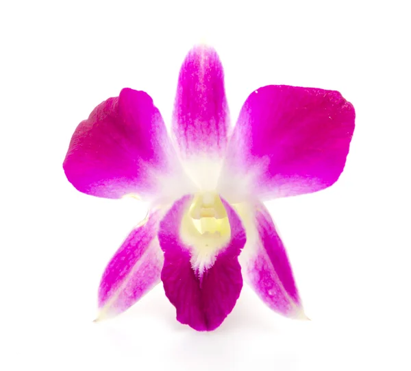 Flor de orquídea roxa — Fotografia de Stock