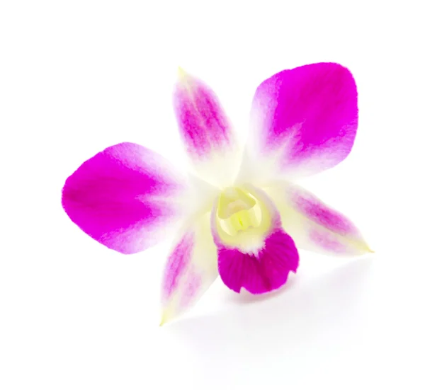 Lila Orchideenblüte — Stockfoto