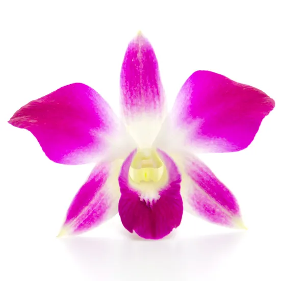 Orchidée pourpre fleur — Photo