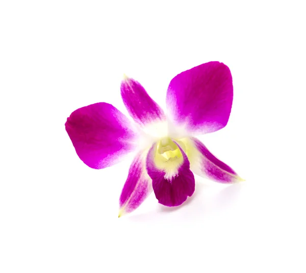 Orchidée violette fleur isolé fond blanc — Photo