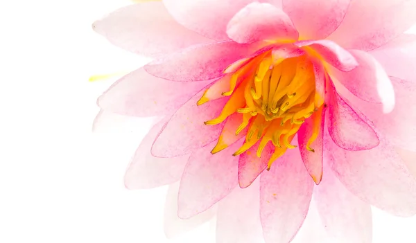 Lotus flower — Stock Photo, Image