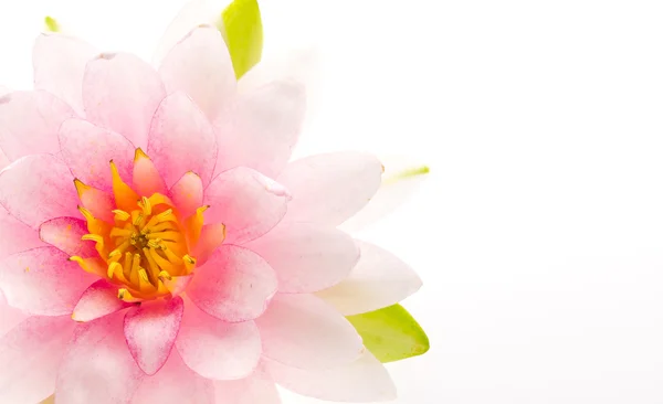 Lotus flower — Stock Photo, Image