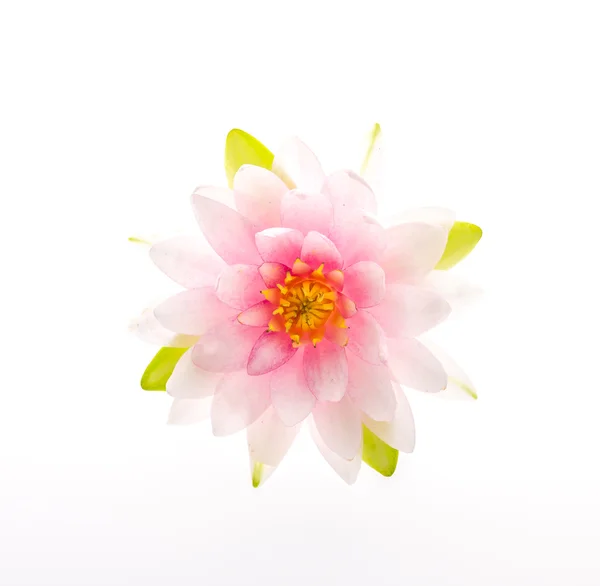 Lotus flower — Stock Photo, Image