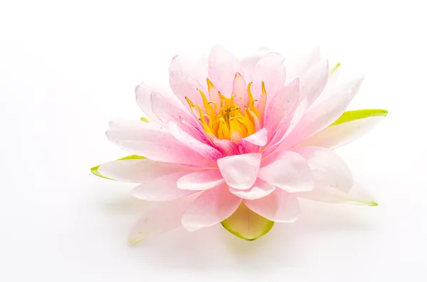 Lotus flower — Stock Photo, Image