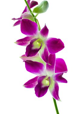 izole orchind beyaz arka plan