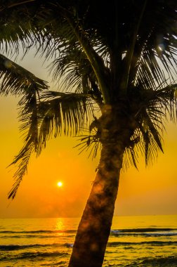 siluet palm günbatımı