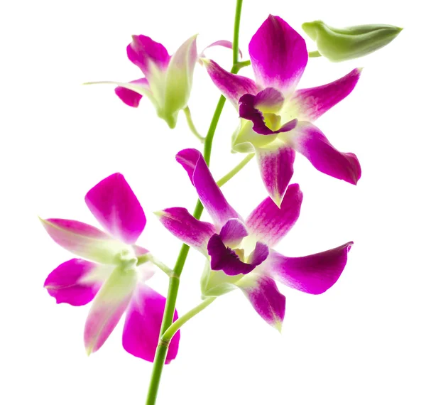 Flores de orquídea — Foto de Stock