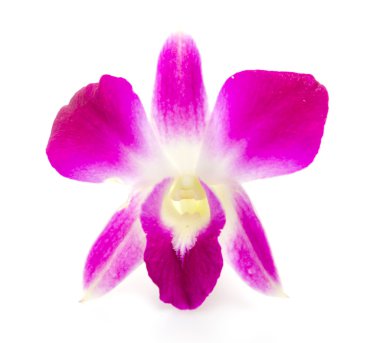 Beyaz arka plan Mor orkide çiçek izole