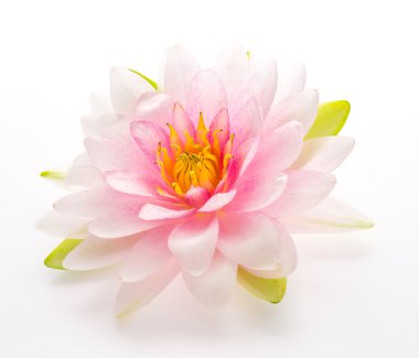 Lotus flower isolated white background clipart