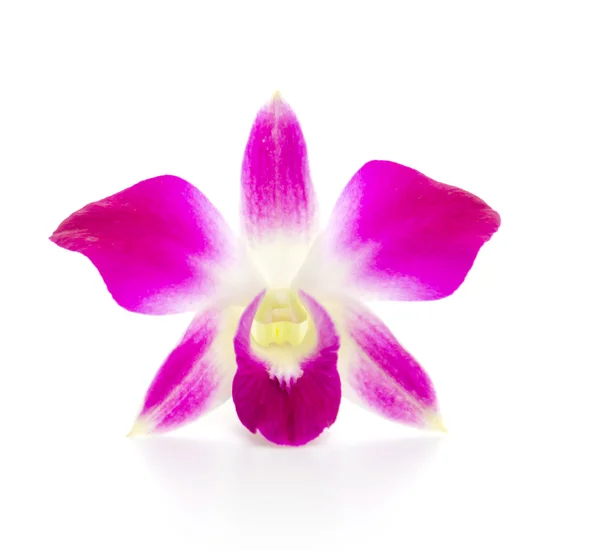 Flor de orquídea roxa isolado fundo branco — Fotografia de Stock