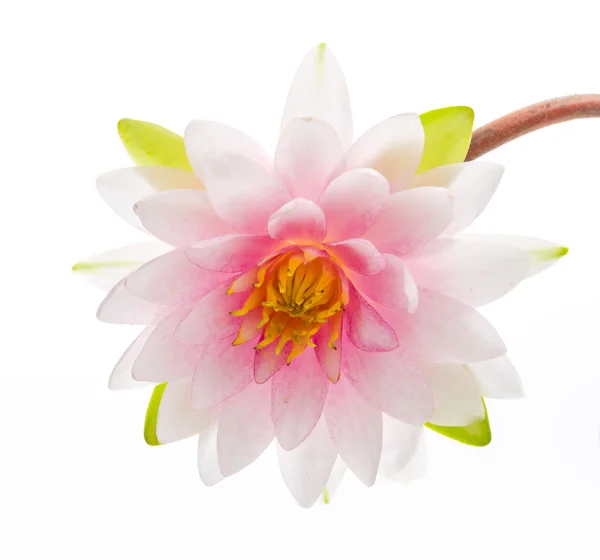 Цветок лотоса изолированный белый фон — стоковое фото