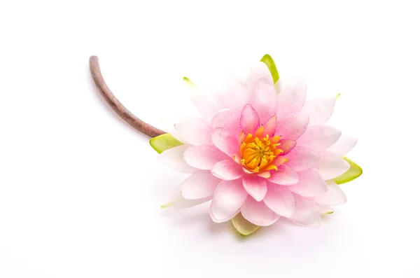 Lotus λουλούδι απομονωθεί λευκό φόντο — Φωτογραφία Αρχείου