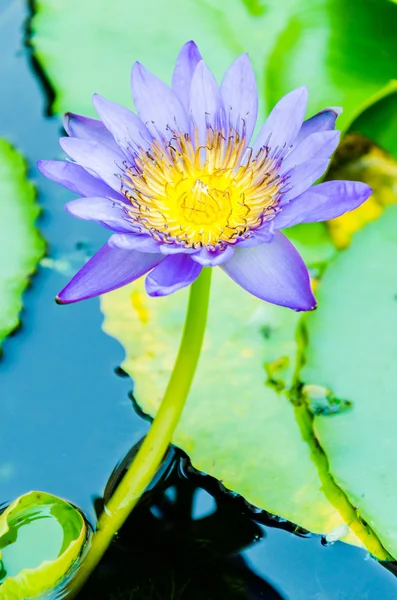 Flor de lótus — Fotografia de Stock