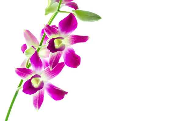 Orchidée isolé — Photo