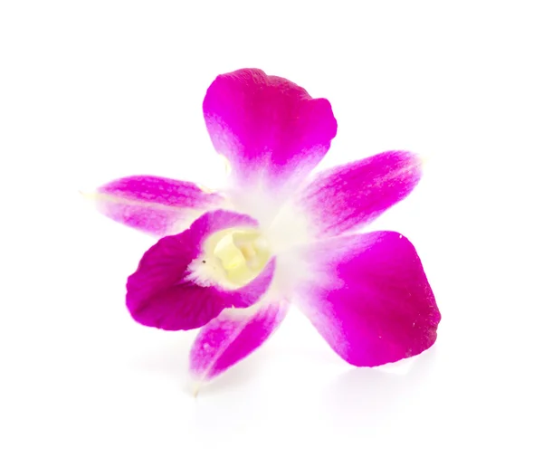 Orquídea púrpura aislada —  Fotos de Stock