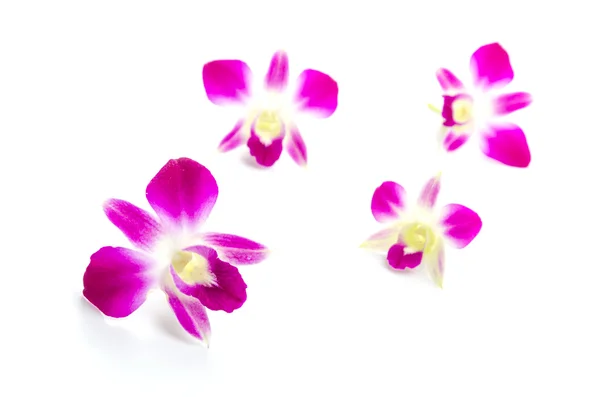 Orchidée pourpre fleur isolée — Photo