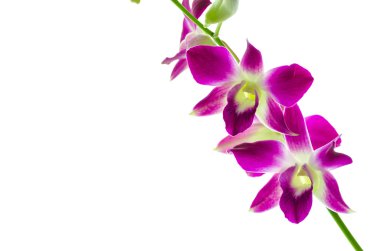 izole orchind beyaz arka plan