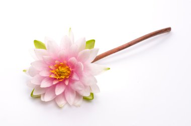 Lotus izole çiçek beyaz arka plan