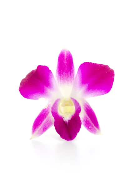 Lila Orchidee Blume isoliert weißen Hintergrund — Stockfoto