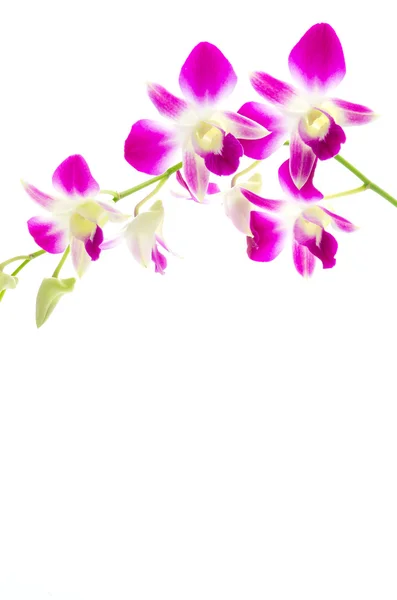 Purple orchid flower isolated white background — Stock Photo, Image