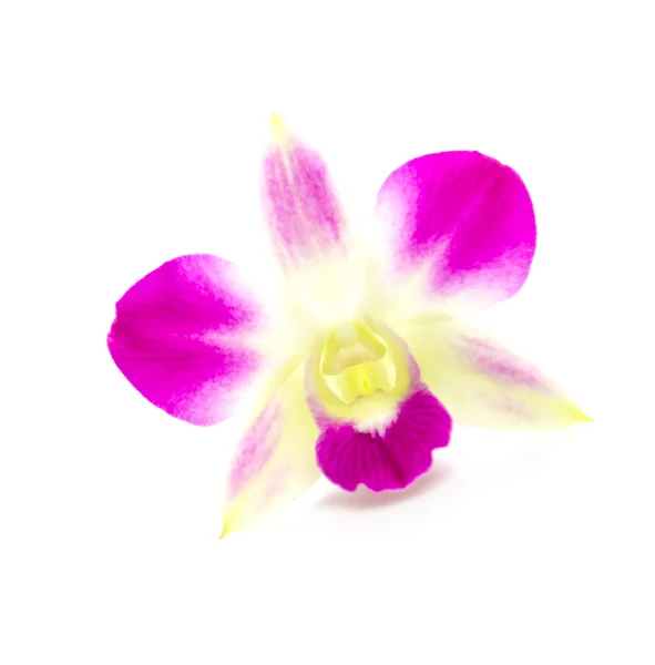 Orchidée violette fleur isolé fond blanc — Photo