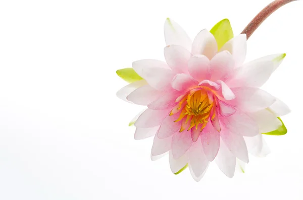 Lotus flower isolated white background — Stock Photo, Image