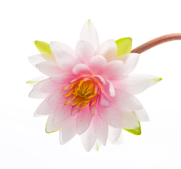 Lotus blomma isolerade vit bakgrund — Stockfoto