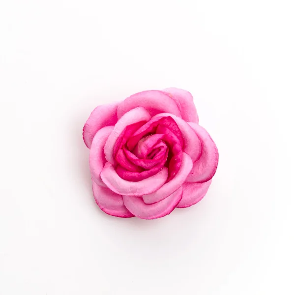 Pink Rose geïsoleerd op witte achtergrond — Stockfoto