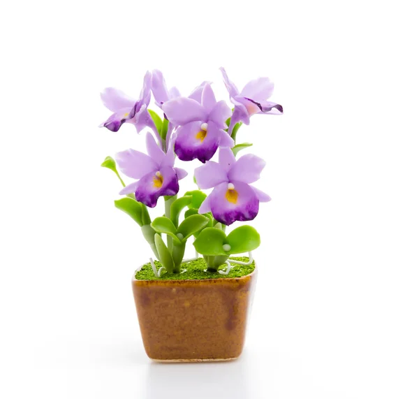 Orchideen — Stockfoto