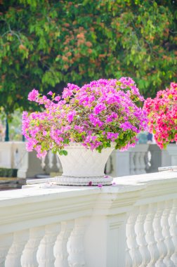 Bougainvillea çiçek vazosu