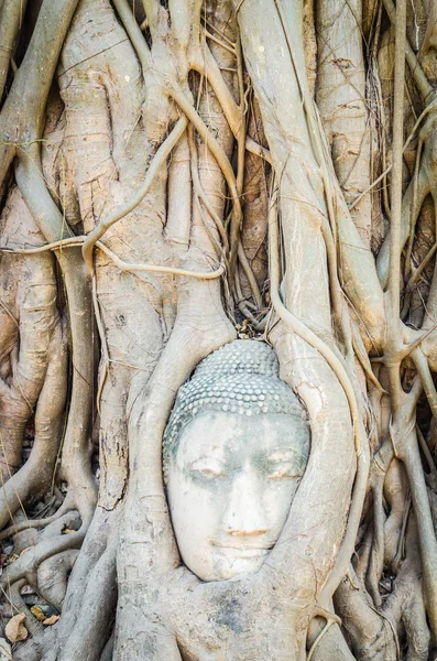 Huvudet Buddhastatyn under roten träd i ayutthaya thailand — Stockfoto