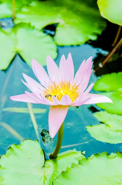 Flor de lótus — Fotografia de Stock