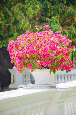 Bougainvillea çiçek vazosu
