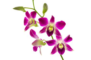izole orchind beyaz arka plan