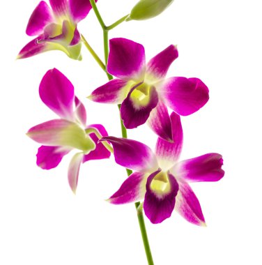 izole orchind beyaz arka plan